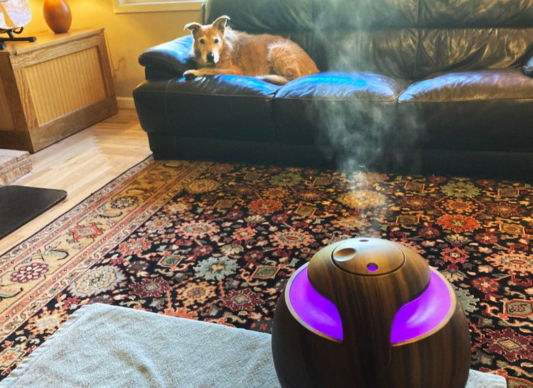 The Benefits Of Using Scent Diffusers In Pet Care Facilities - AROMELY