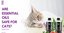 Are Essential Oils Safe for Cats? - What You Need to Know