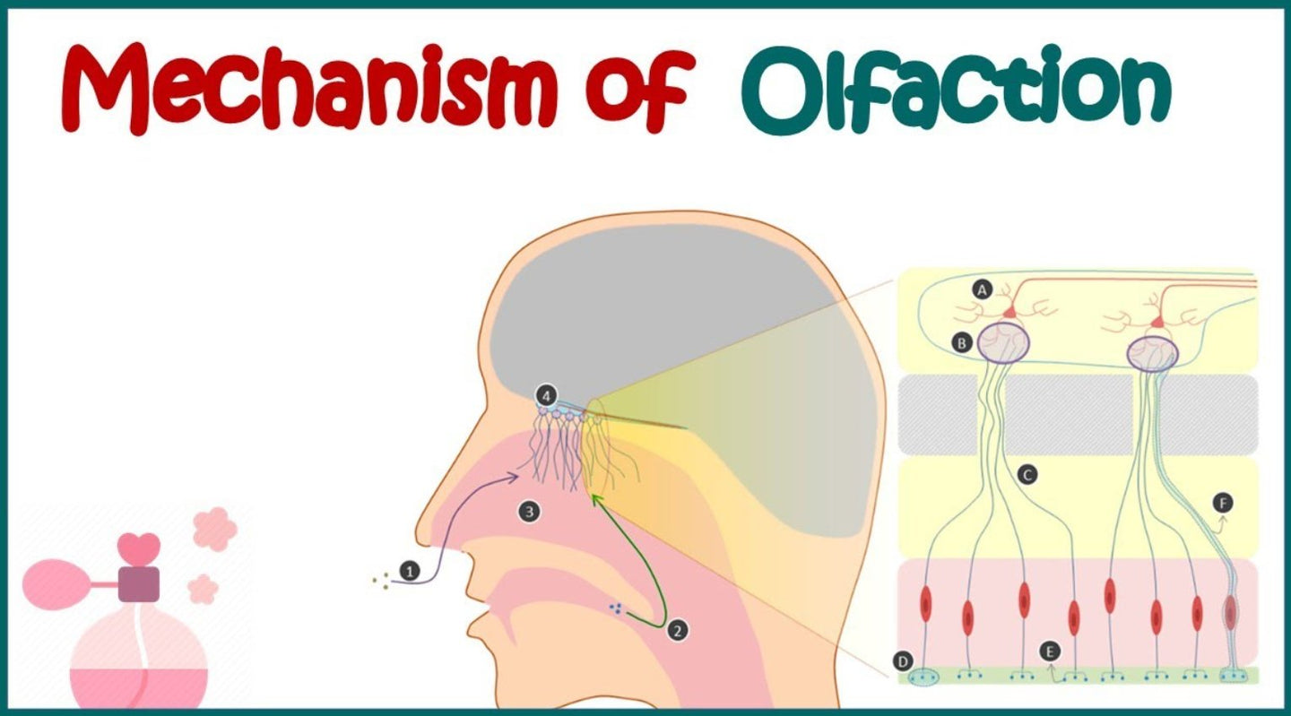 Introduction to Olfactory Adaptation and Aromely