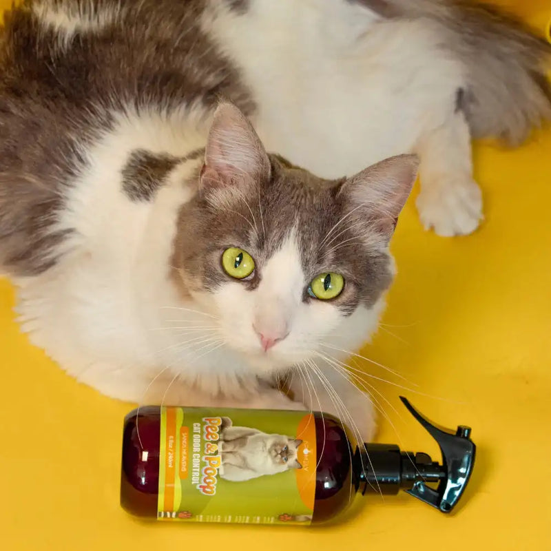 Gray and white cat lying on yellow surface next to Aromely Pee & Poop Cat Odor Control spray bottle, Sands Heavens scent, 8 fl oz